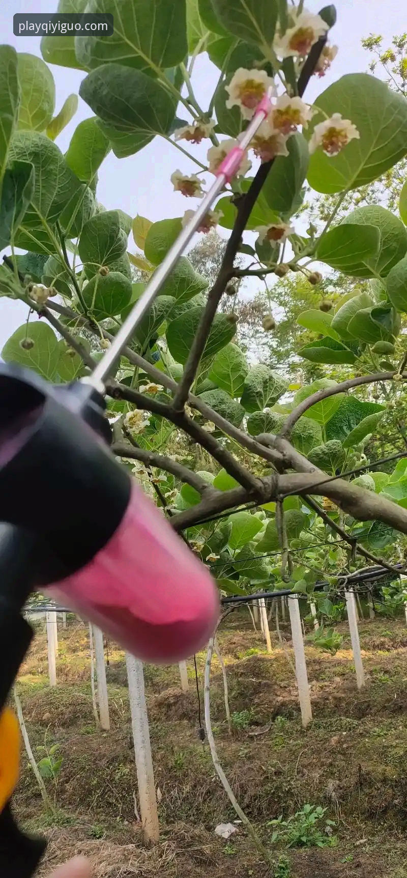 最新奇异果使用教程 奇异果体育平台最新使用指南:从下载到畅玩的完整教程